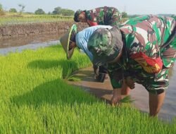 Percepatan PAT, Babinsa Koramil 0815/18 Gondang Dampingi Petani Tanam Padi