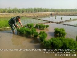 Lahan Persawahan Siap Tanam, Pompa Air Brigade Alsintan Koramil 0815/03 Sooko  Nonstop Dioperasionalkan
