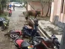 Sapi kurban kabur Saat Hendak dipotong, ASN Pemkab Tubaba Panik