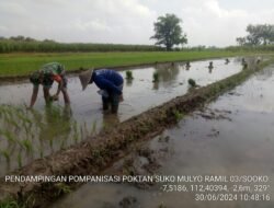 Babinsa Koramil 0815/03 Sooko Dampingi Petani Tanam Bibit Padi