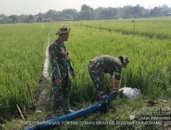 Maksimalkan Capaian Target Pengairan, Babinsa Berat Wetan Aktif Pantau Program Pompanisasi Lahan Sawah