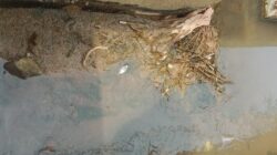 Limbah PT Harita Grup Diduga Membahayakan Seputaran Kawasi Mendadak Ikan Mati