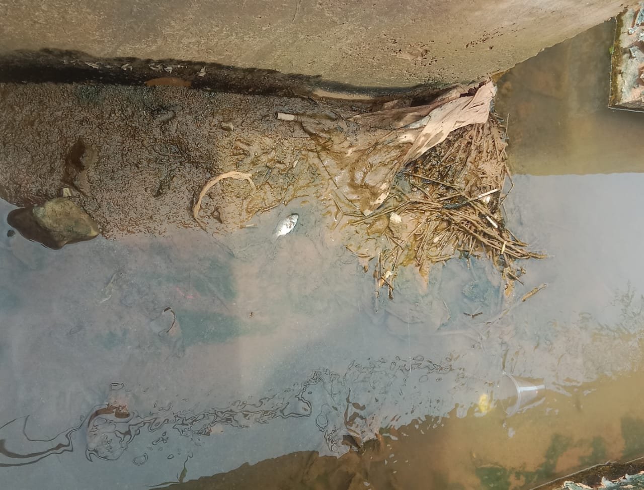 Limbah PT Harita Grup Diduga Membahayakan Seputaran Kawasi Mendadak Ikan Mati