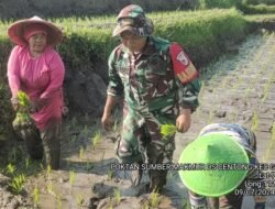 Babinsa Koramil 0815/18 Gondang Bareng PPL Dampingi Dua Poktan Tanam Padi