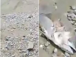 Video – Warga Kawasi Kembali Temukan Ikan Mati Berhamburan di Pesisir Pantai