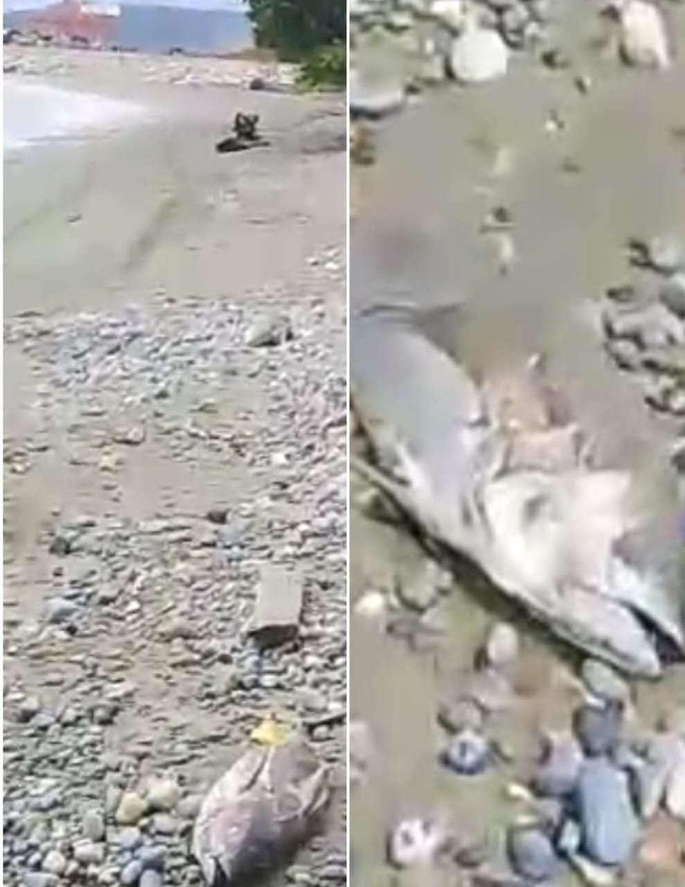 Video - Warga Kawasi Kembali Temukan Ikan Mati Berhamburan di Pesisir Pantai