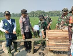 Cegah Hama Tikus, Koramil Jatirejo Kerahkan Babinsa Bareng BPP & Poktan Pasang Rubuha