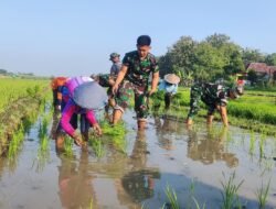 Kemanunggalan TNI-Rakyat, Satgas TMMD Ke-121 Kodim 0815/Mojokerto Bantu Warga Tanam Padi