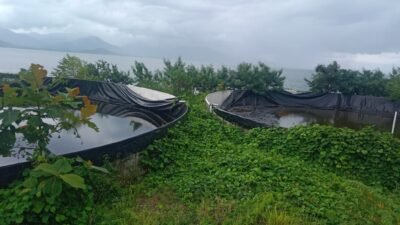 APH Didesak Usut Proyek Tambak Udang di Halsel Rp 3,5 miliiar, Ini Pernyataan Kepala DKP Malut