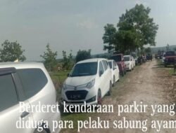 Arena Perjudian Sabung Ayam Kedungpring Lamongan, Diduga Oknum TNI AD Menjadi Back Up