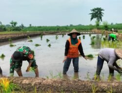 Dukung Ketahanan Pangan, Tiga Pilar Desa Pohkecik Turun Langsung Ke Sawah