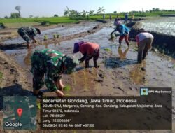 Maksimalkan Ketahanan Pangan, Babinsa Koramil Gondang Bantu Petani Tanam Padi