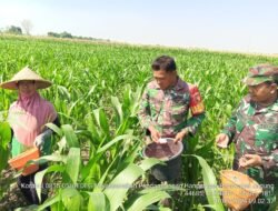 Kawal Program Hanpangan, Babinsa Koramil Gedeg Aktif Dampingi Petani Jagung