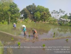 Babinsa Kedunggede Koramil Dlanggu Dampingi Petani Tanam Padi