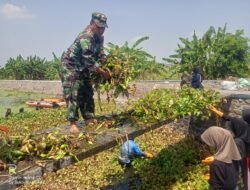 Karbak Aliran Sungai, Babinsa Koramil Magersari Bareng Warga Gotong Royong Bersihkan Eceng Gondok