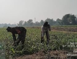 Bantu Para Petani, Babinsa Koramil Puri Aktif Dampingi Poktan Rawat Tanaman Jagung