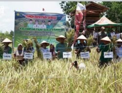 Bupati Fadhil Arief Hadiri Panen Raya Padi Sawah Di Kelurahan Teratai Kecamatan Muara Bulian