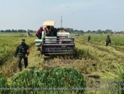 Efektifkan Produksi, Babinsa Koramil Gedeg Bersama Poktan Rosan Panen Raya Gunakan Alat Modern