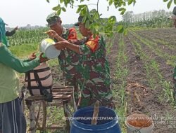 Babinsa Koramil Kemlagi Bantu Petani Percepatan Produksi Tanaman Jagung
