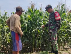 Wujudkan Ketahanan Pangan, Babinsa Koramil Pralon Aktif Dampingi Petani Jagung