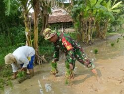 Kawal Program Hanpangan, Babinsa Pulorejo Koramil Dawar Dampingi Petani Tanam Padi