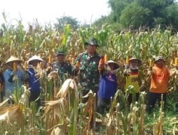 Ketahanan Pangan, Babinsa Pos Mojoanyar Bareng Poktan Panen Jagung
