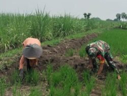 Dukung Ketahanan Pangan Babinsa Koramil 0815/08 Dawarblandong Dampingi Petani Rawat Tanaman Padi