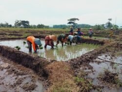 Dampingi Petani Tanam Padi, Babinsa Dlanggu Wujudkan Program Hanpangan