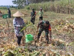 Babinsa Koramil 0815/06 Kemlagi Dampingi Poktan Panen Jagung di Mojorejo