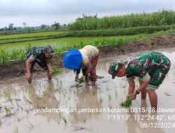 Penuh Semangat, Babinsa Koramil 0815/08 Dawarblandong Turun Ke Sawah Dampingi Petani Tanam Padi
