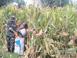Tingkatkan Produksi Jagung, Babinsa Koramil 0815/14 Dlanggu Bareng Poktan Terus Bekerjasama Wujudkan Hanpangan