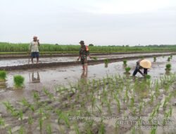 Babinsa Koramil 0815/05 Gedeg Bantu Petani Tanam Padi, Wujud Nyata Kontribusi TNI Jaga Stabilitas Pangan