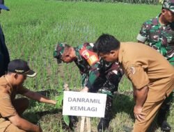 Tanam Ratusan Pohon, Komitmen Koramil 0815/06 Kemlagi Bersama Mahasiswa Unimas Jaga Kelestarian Alam
