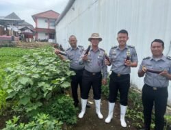 Lembaga Pemasyarakatan(Lapas) Kelas IIB KotaAgung Panen Terong,Mendukung Ketahanan Pangan Asta Cita Presiden RI