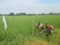 Babinsa Koramil 0815/04 Puri Bantu Petani Wujudkan Swasembada Pangan