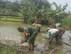 Terus Berkontribusi, Babinsa Koramil 0815/14 Dlanggu Bantu Petani Tanam Padi Varietas Inpari 32