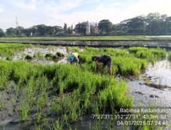 Target Swasembada Pangan, Babinsa Koramil 0815/19 Magersari Bersama Poktan Sri Rejeki Siapkan Penanaman Padi