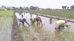 Dukung Swasembada Pangan Babinsa Koramil 0815/01 Prajurit Kulon Tanam Padi Bersama Petani