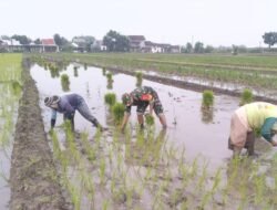 Dukung Swasembada Pangan Babinsa Koramil 0815/01 Prajurit Kulon Tanam Padi Bersama Petani