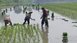 Danramil 0815/09 Mojosari: Pendampingan Babinsa Langkah Nyata Menuju Kemandirian Pangan