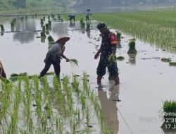 Danramil 0815/09 Mojosari: Pendampingan Babinsa Langkah Nyata Menuju Kemandirian Pangan