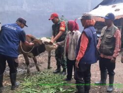 Babinsa Koramil 0815/02 Trowulan Dampingi Vaksinasi PMK di Desa Sentonorejo