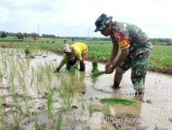 Babinsa Koramil 0815/15 Jatirejo Dampingi Petani Desa Bleberan Tanam Padi