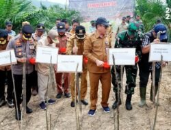 Wakil Bupati Batang Hari Hadiri Penanaman Tumpang Sari Padi Gogo Di Desa Karya Mukti