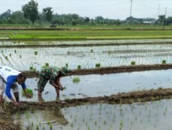 Bantu Petani Menanam Padi, Babinsa Koramil 0815/02 Trowulan : Wujud Nyata Dukung Program Hanpangan