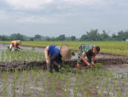 Babinsa Koramil 0815/11 Pungging Dampingi Petani Sukseskan Program Swasembada Pangan Di Sekargadung