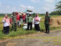 Koramil 0815/08 Dawarblandong Dampingi Bulog Serap Langsung Gabah Petani