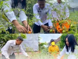 Dukung Program Ketahanan Pangan Nasional,Petugas Dan Warga Binaan Rumah Tahanan Kelas I Bandar Lampung Asah Kemampuan Budidaya Tomat