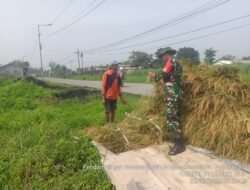 Babinsa Koramil 0815/05 Gedeg Dampingi Panen Padi di Desa Gembongan