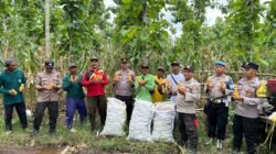 Polisi dan Kelompok Tani Banyuwangi Panen Jagung Wujudkan Ketahanan Pangan